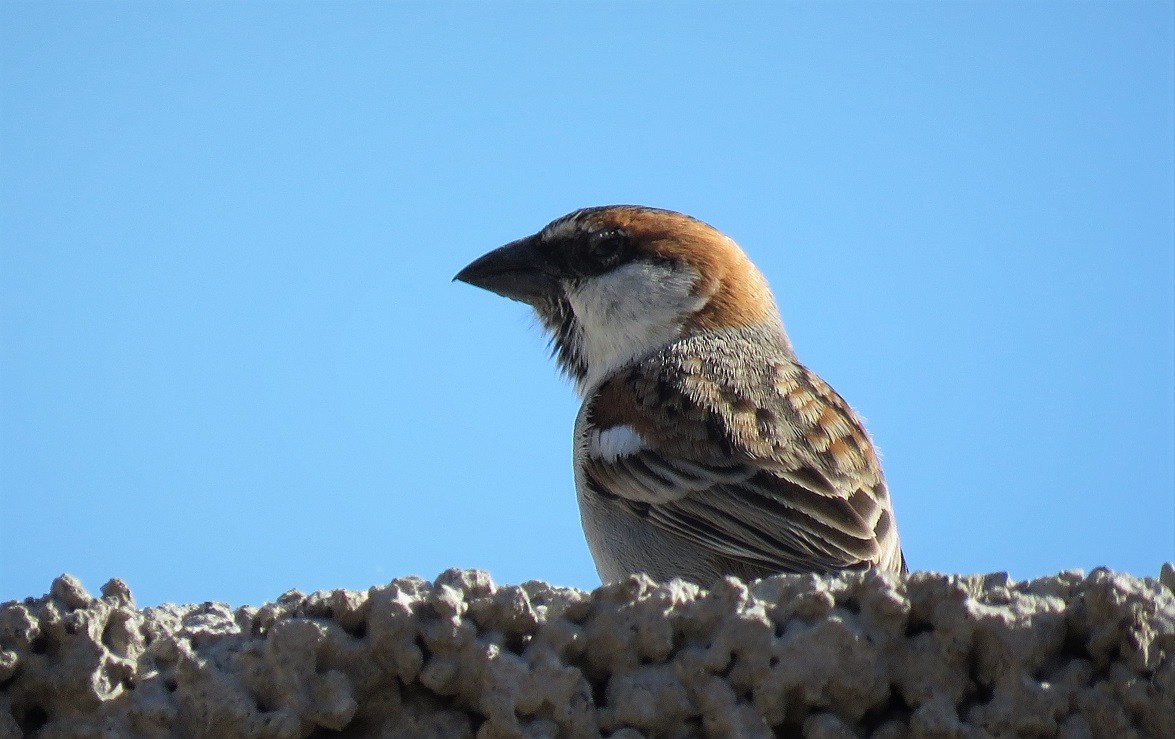 Iago Sparrow