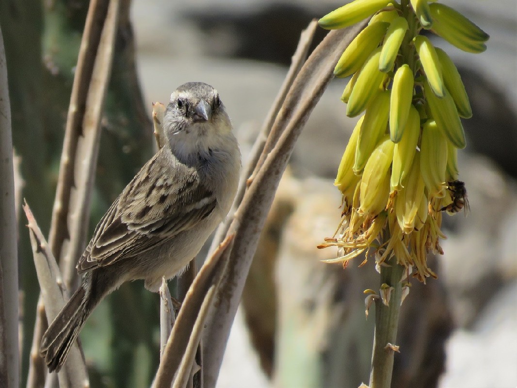Iago Sparrow