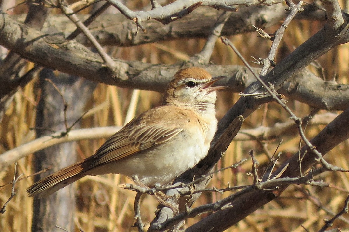 Rufous-tailed Scrub Robin, probably ssp. minor