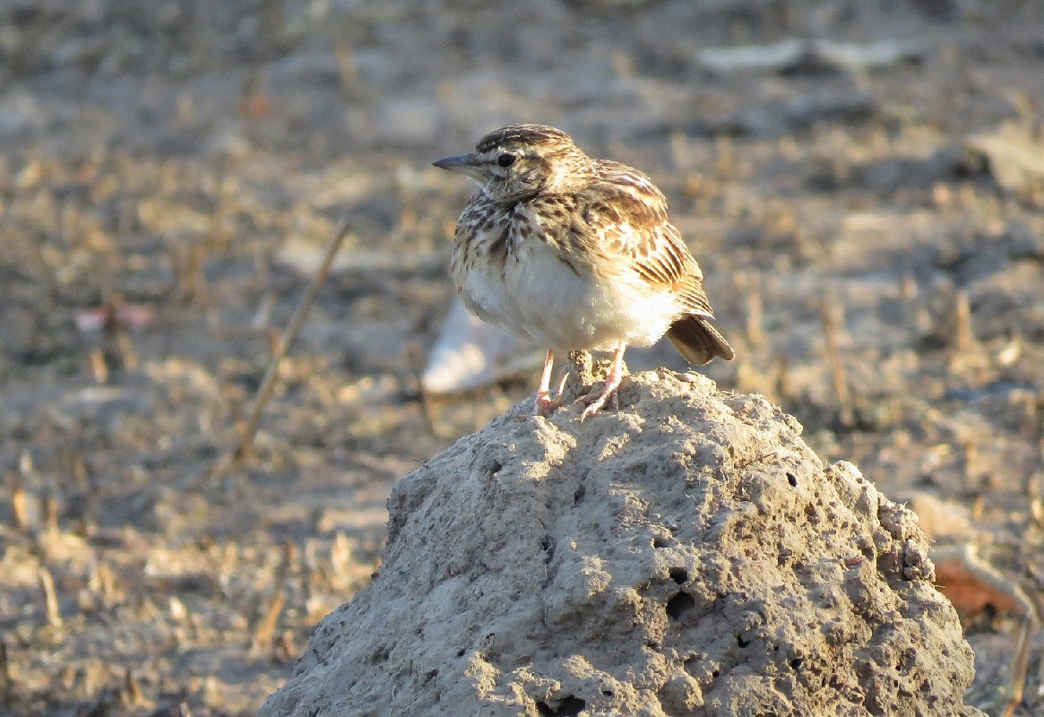 Sun Lark at Dande plateau, Kedougou