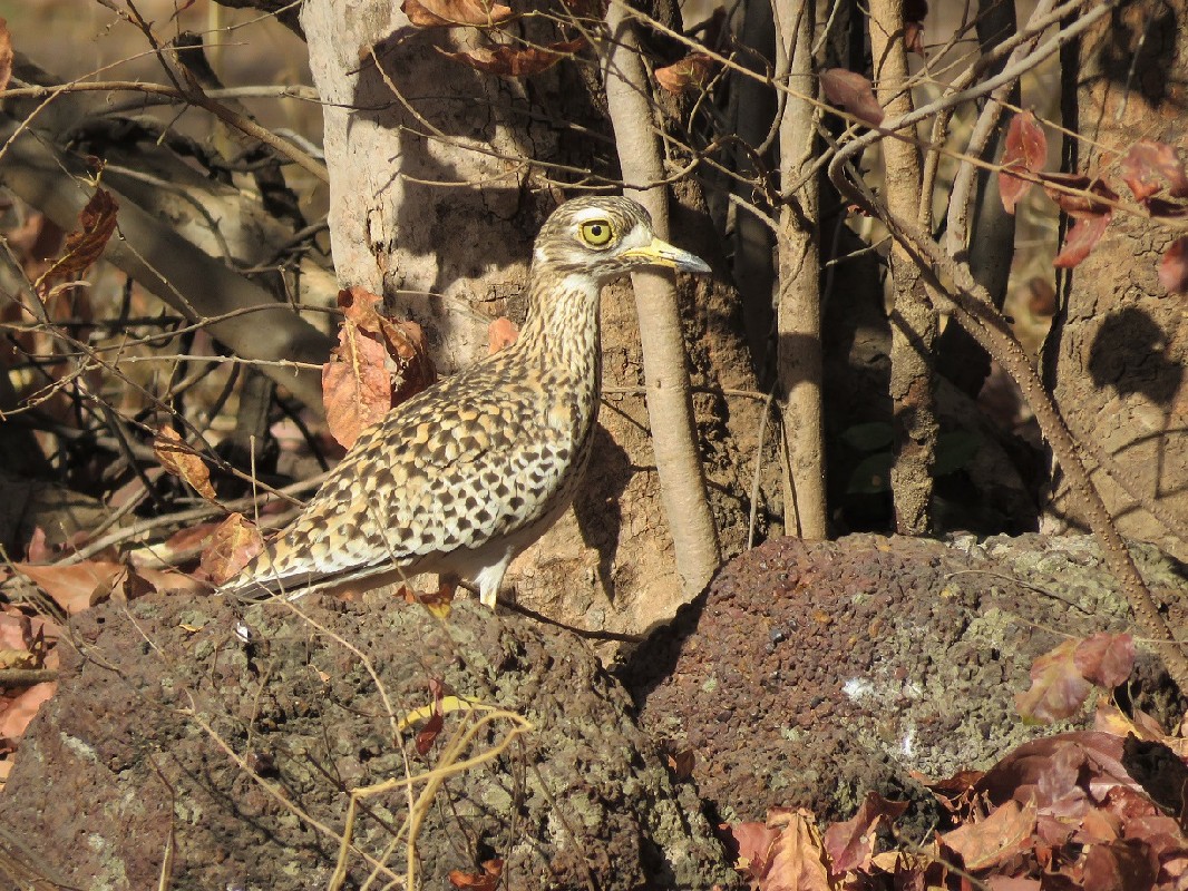 Spotted Thick-knee