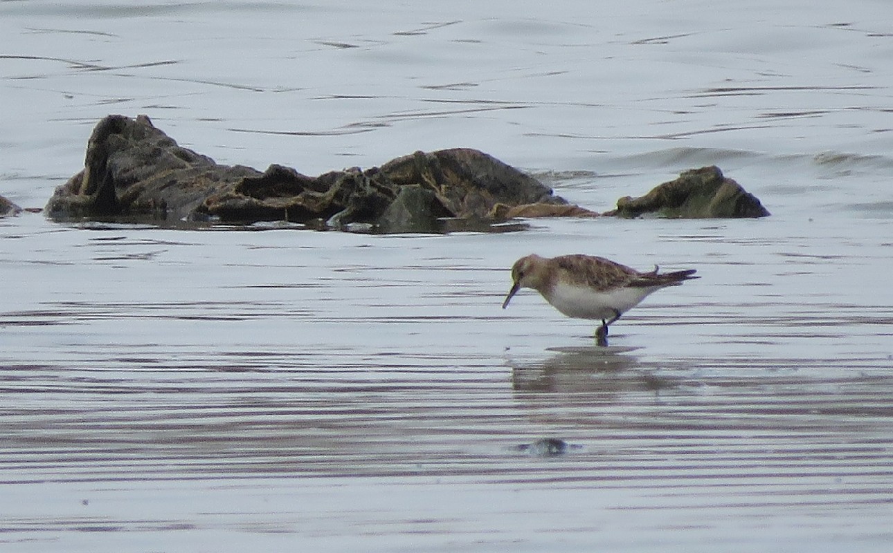 Baird's Sandpiper at Dakar Technopole