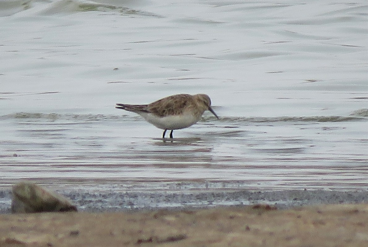 Baird's Sandpiper at Dakar Technopole