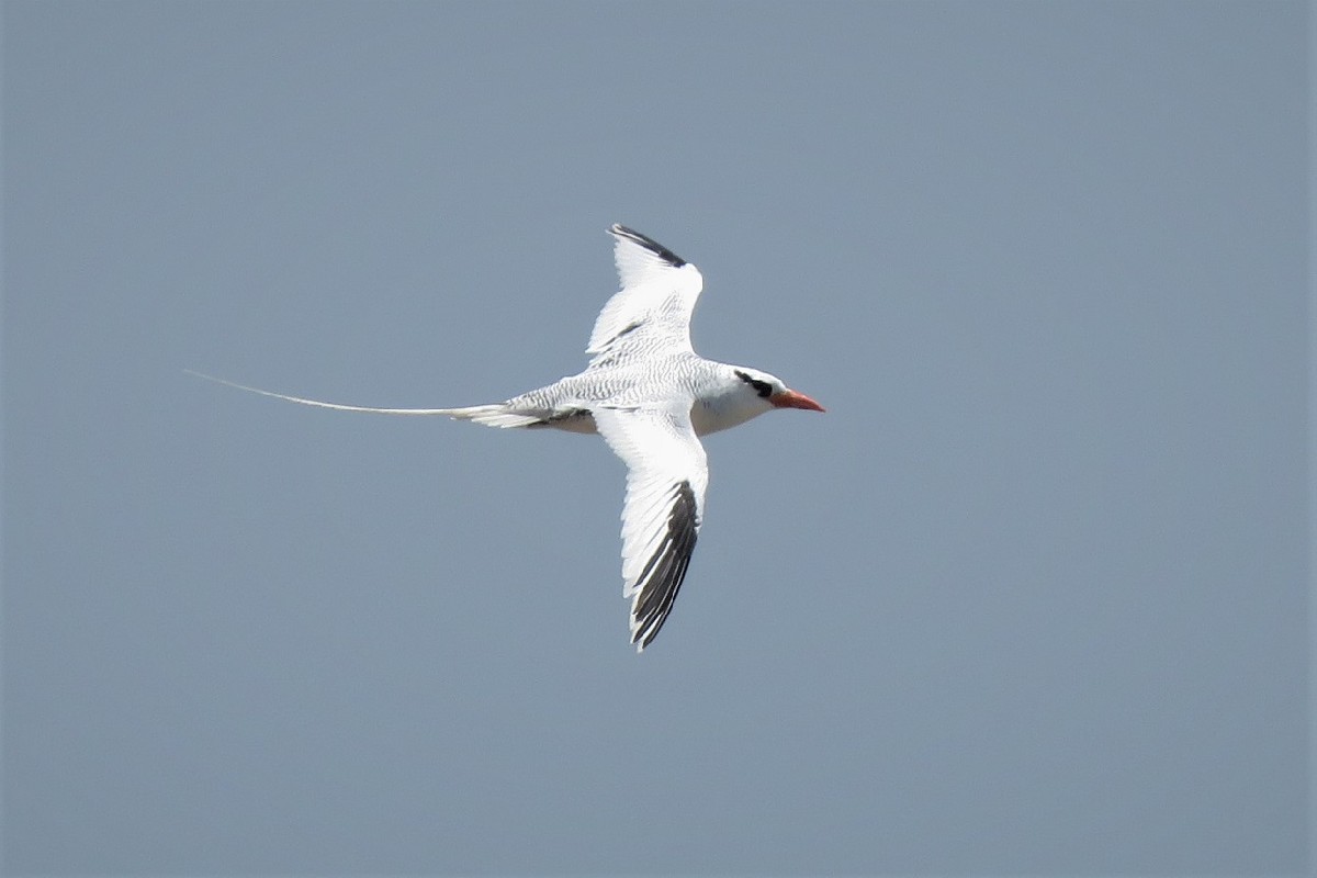 Red-billed Tropicbird near breeding site