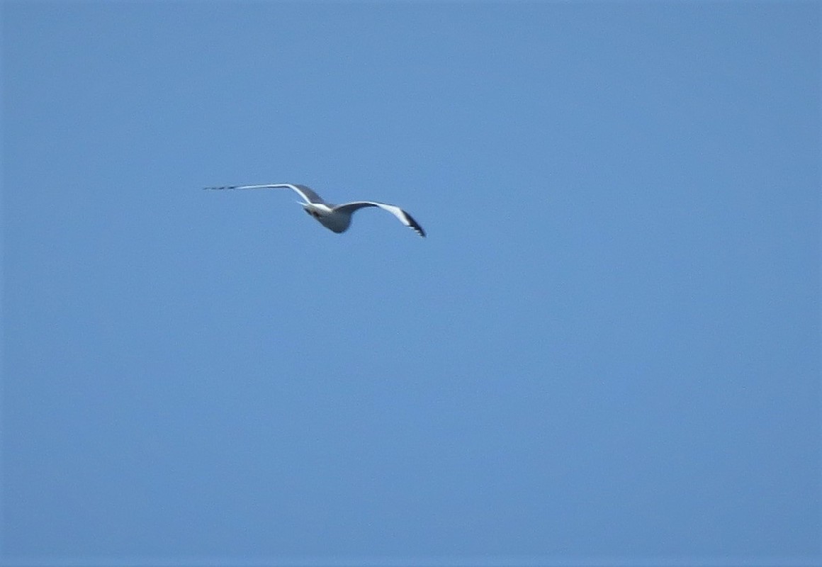 Sabine's Gull migrating past Pointe des Almadies, Dakar