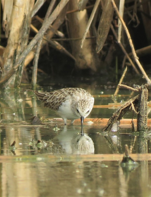 Little Stint feeding