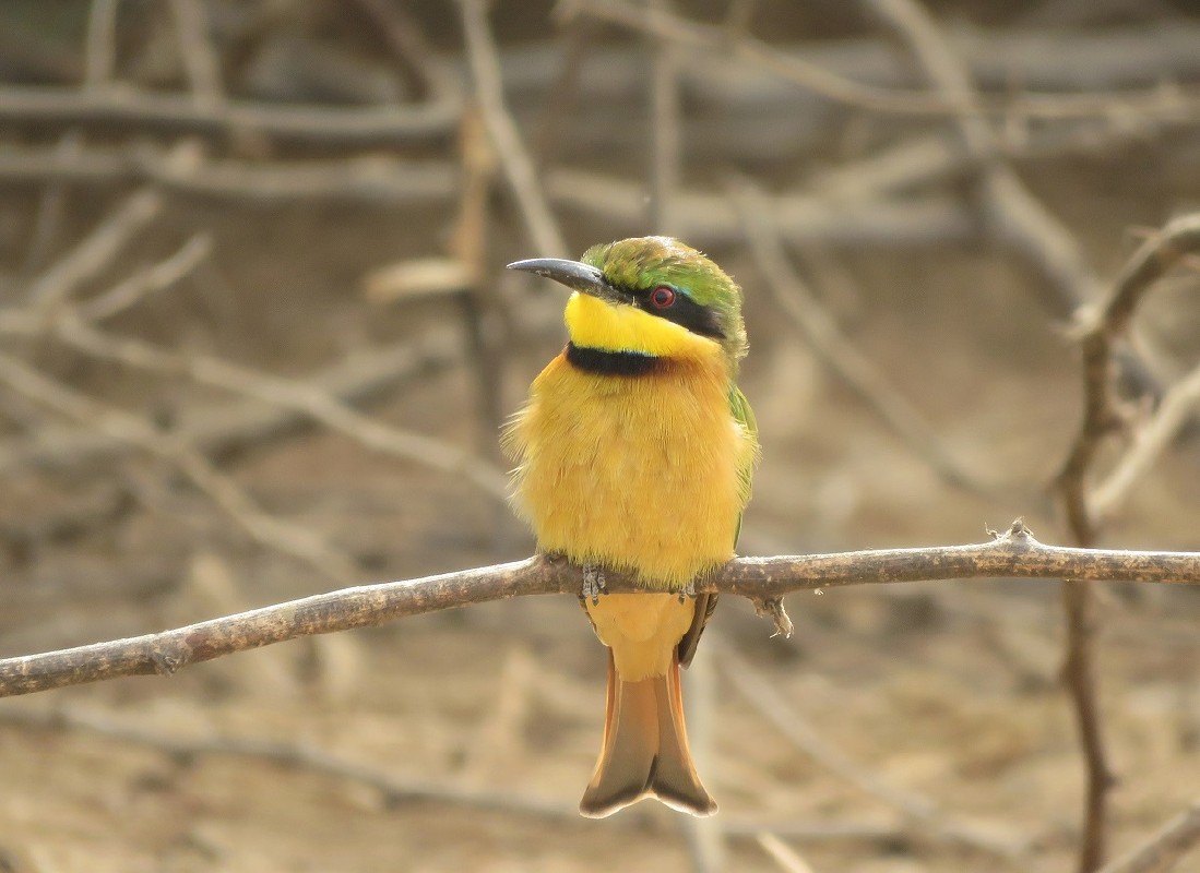 Little Bee-eater