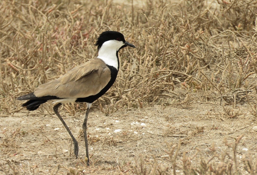 Spur-winged Lapwing