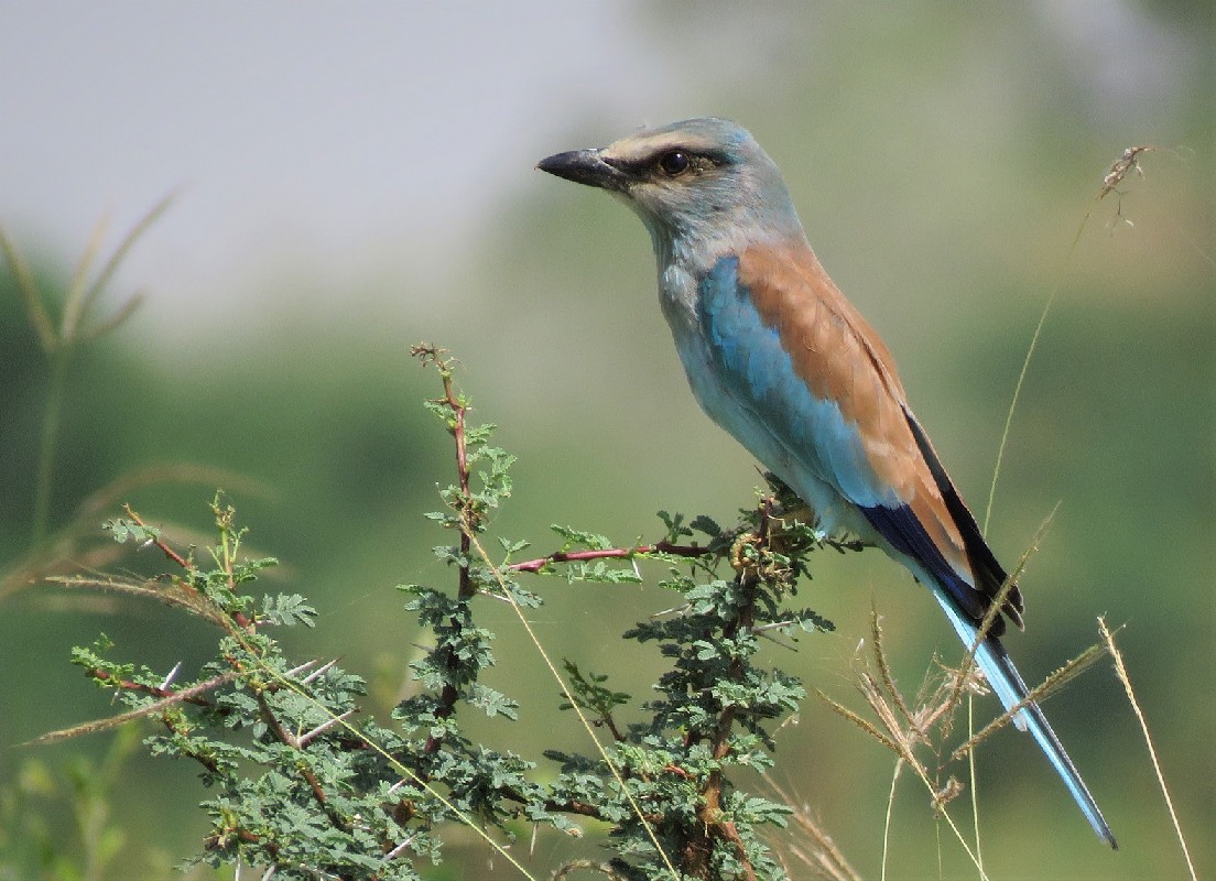 Abyssinian Roller in northern Senegal