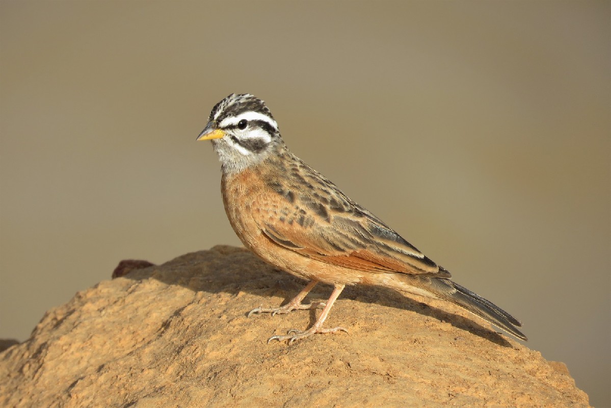 Gosling's Bunting (aka Grey-throated Bunting)