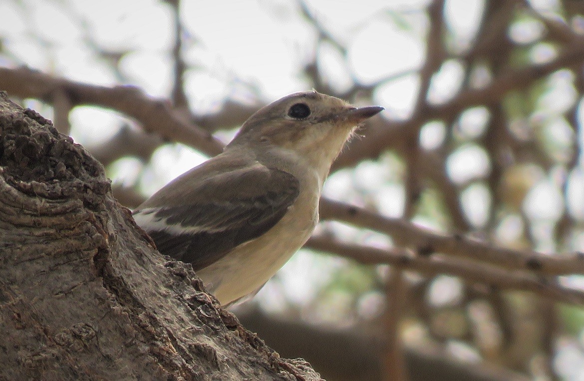 Pied Flycatcher