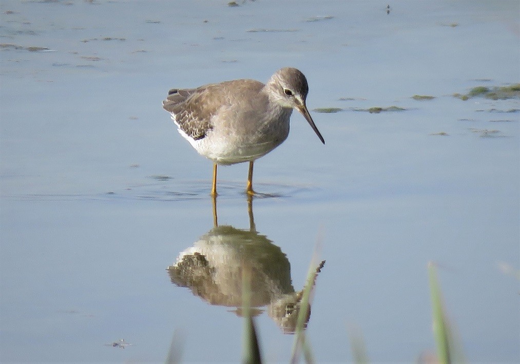 Lesser Yellowlegs