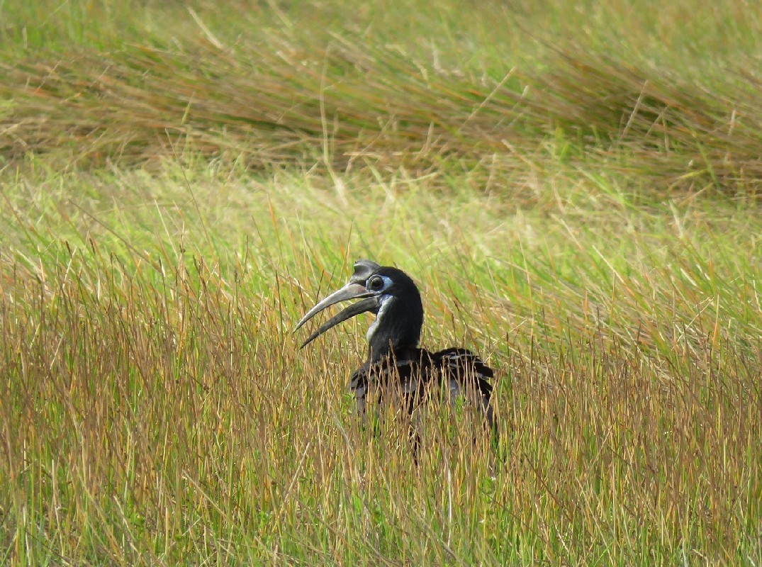 Abyssinian Ground Hornbill in Casamance
