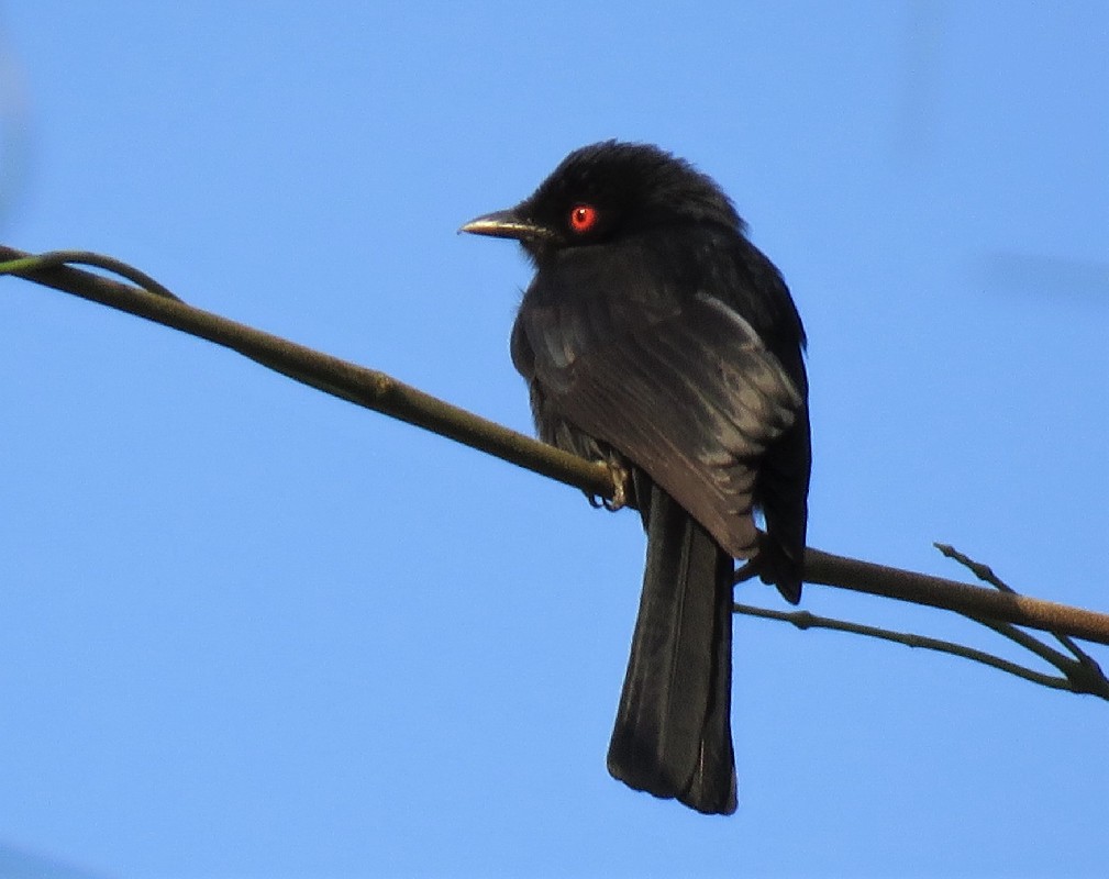 Square-tailed Drongo in Casamance