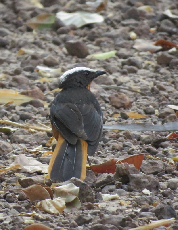 White-crowned Robin-Chat feeding on the ground