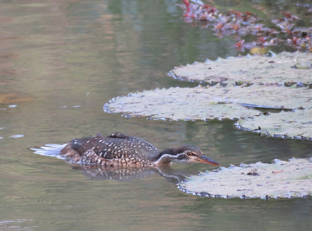 African Finfoot on the upper Casamance river