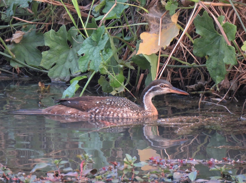 African Finfoot feeding on the upper Casamance river