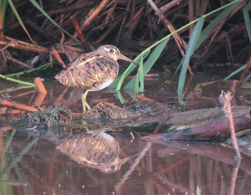 Greater Painted-Snipe