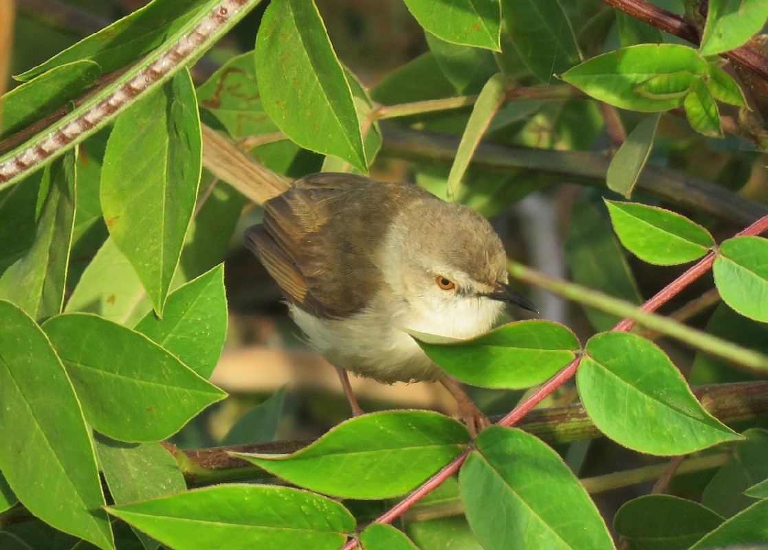 River Prinia