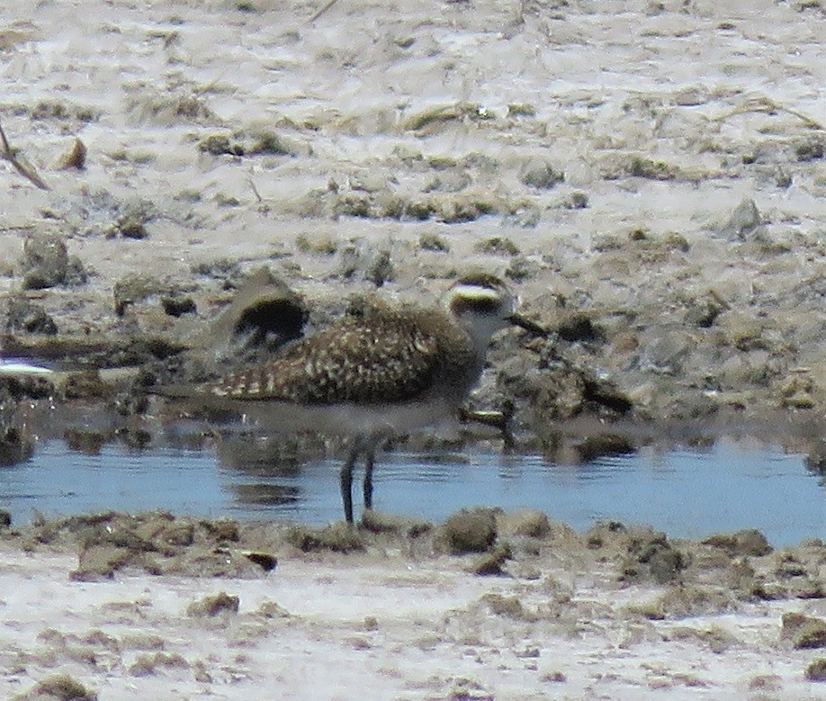 Record shot of a vagrant in the Saloum Delta