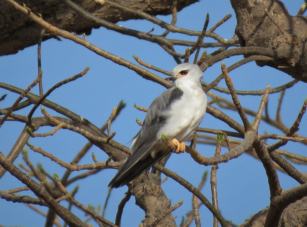 Black-winged Kite perched in baobab