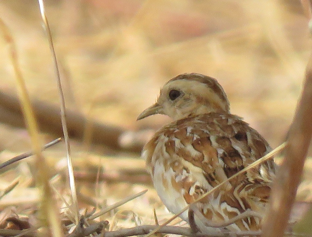 One of two Quail-Plovers near Diourbel