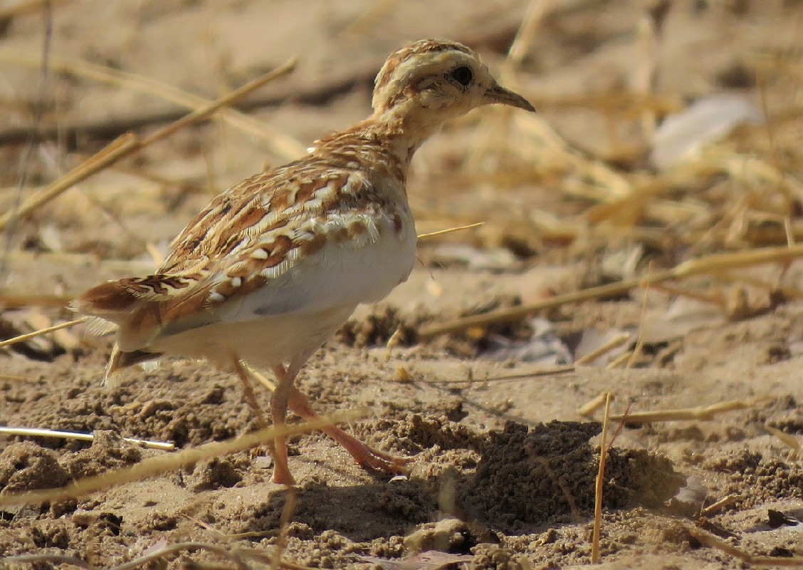 One of two Quail-Plovers near Diourbel