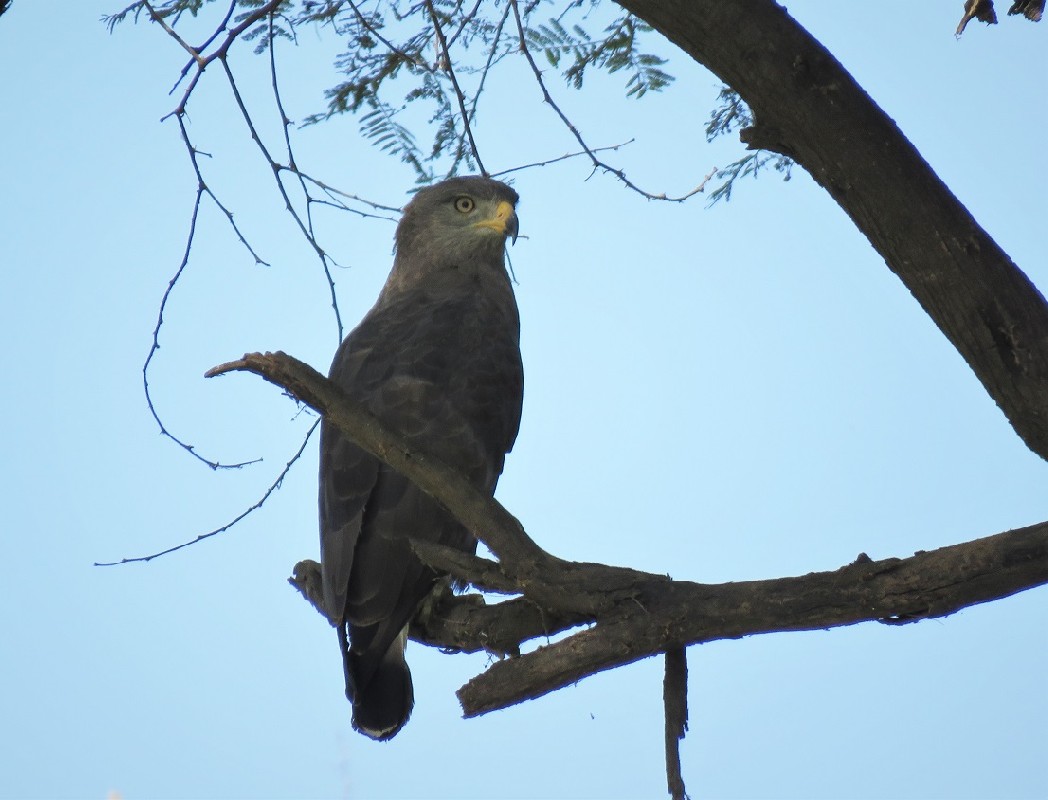 Western Banded Snake Eagle