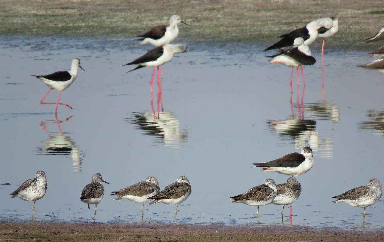 Group of Greenshanks on spring migration