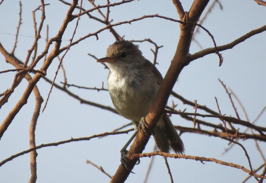 Greater Swamp Warbler