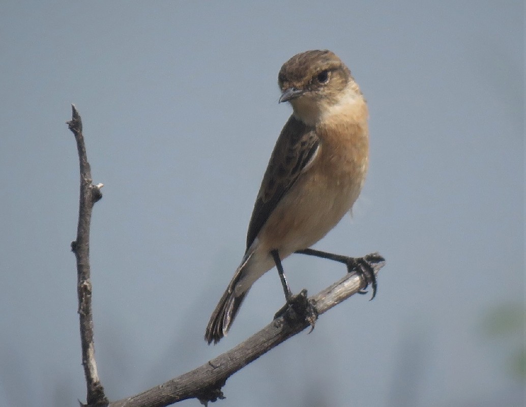African Stonechat (ssp. moptanus) in Djoudj NP