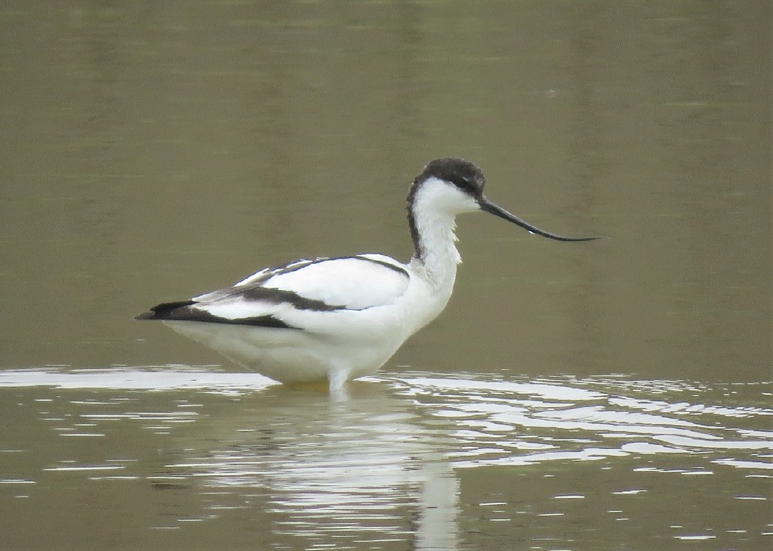 Avocet feeding in a lagoon