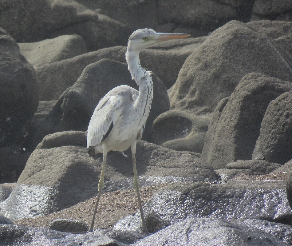 Grey Heron