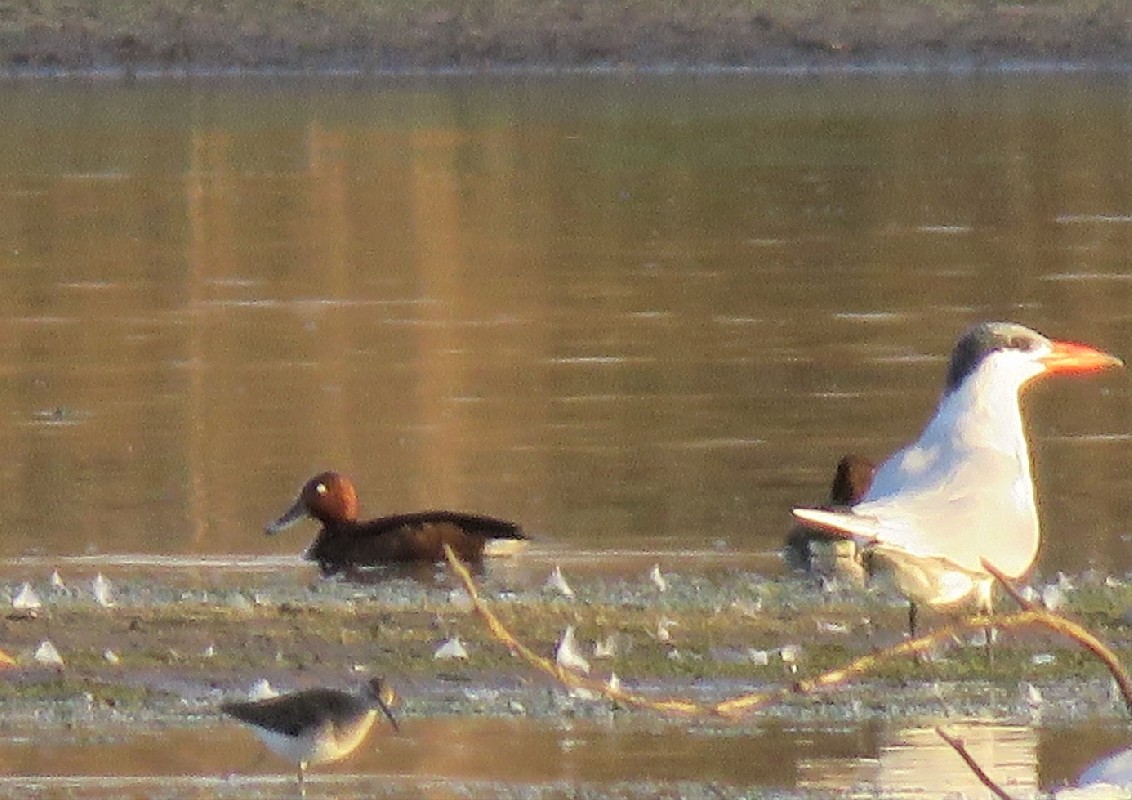 Record shot of a pair of vagrant Ferruginous Ducks, Mbodiene