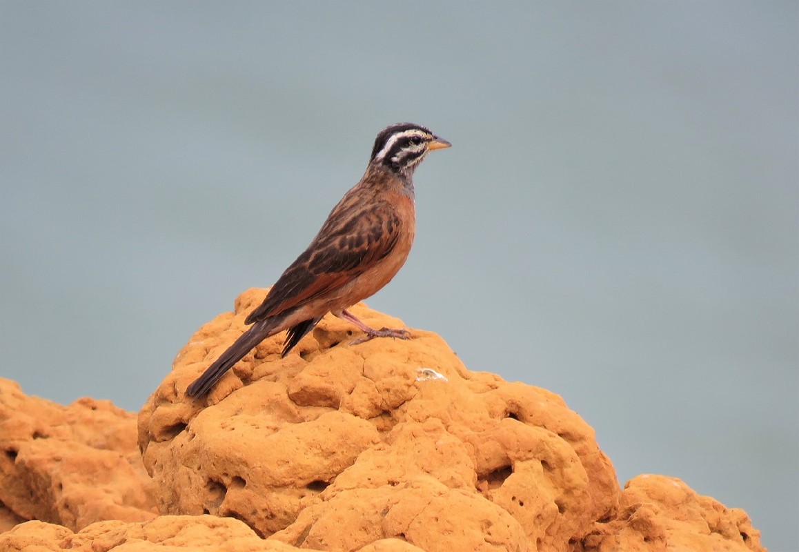 Gosling's Bunting at breeding site