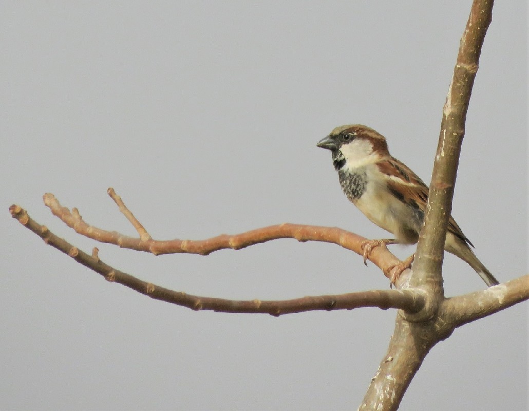 House Sparrow at Toubab Dialaw, Dakar