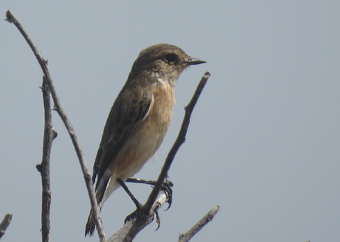 African Stonechat ssp. moptanus