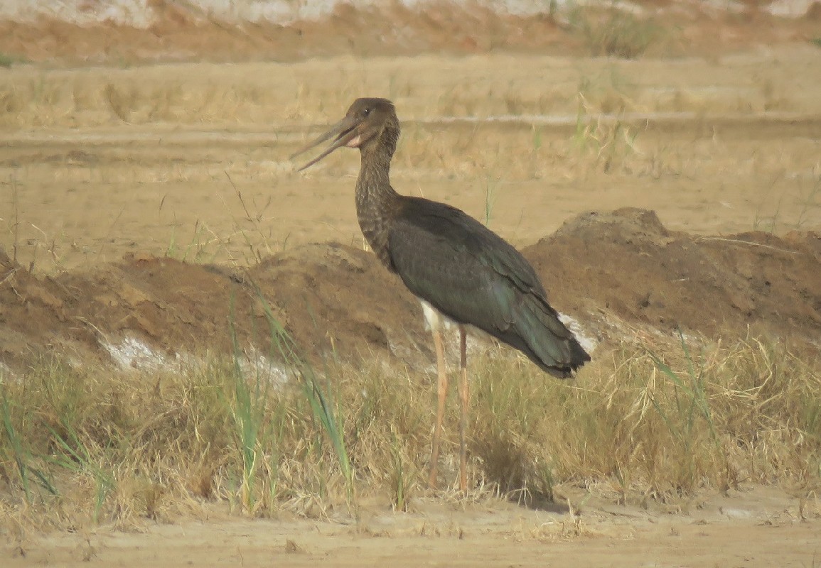 Distant shot of a 1st year Black Stork near Djoudj NP