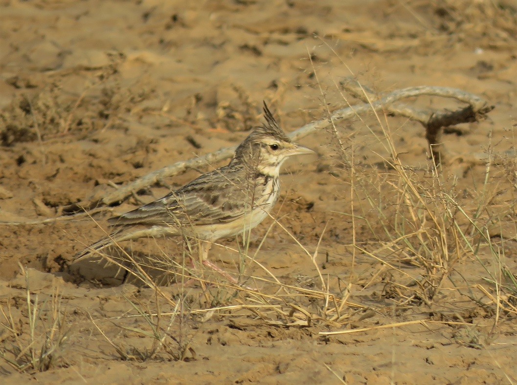 Crested Lark in Djoudj NP