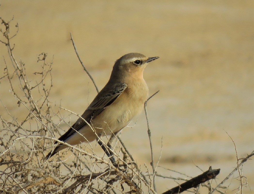 Northern Wheatear (nominate) in Djoudj NP