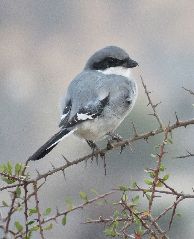 Desert Grey Shrike ssp. algeriensis near Agadir
