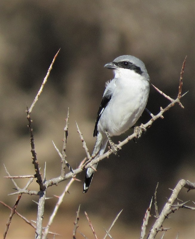 Desert Grey Shrike ssp. algeriensis near Agadir