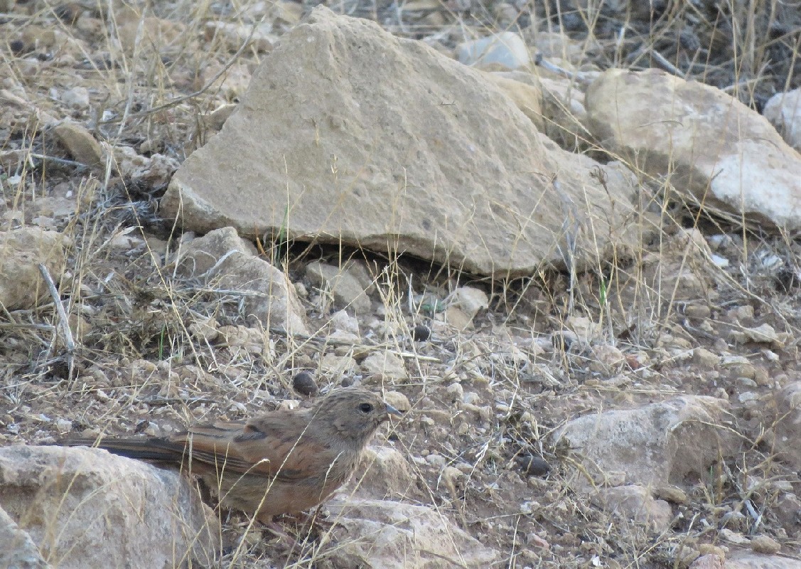 House Bunting