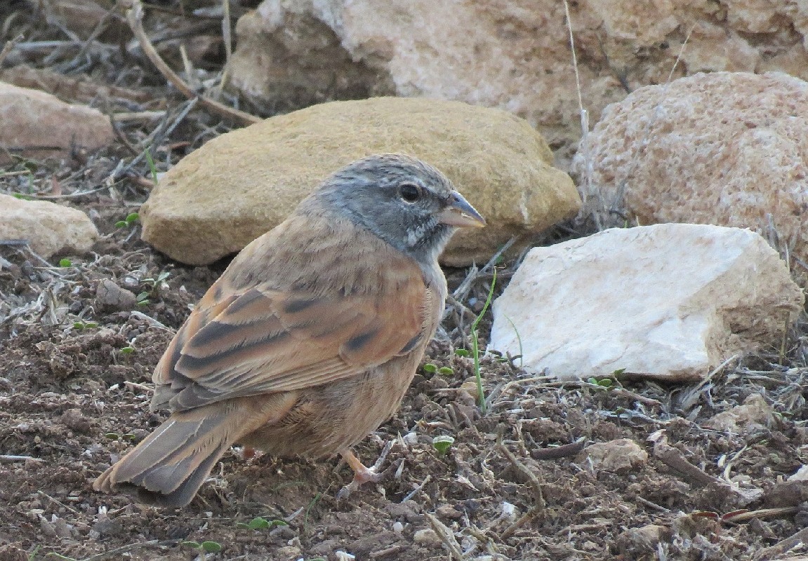 House Bunting