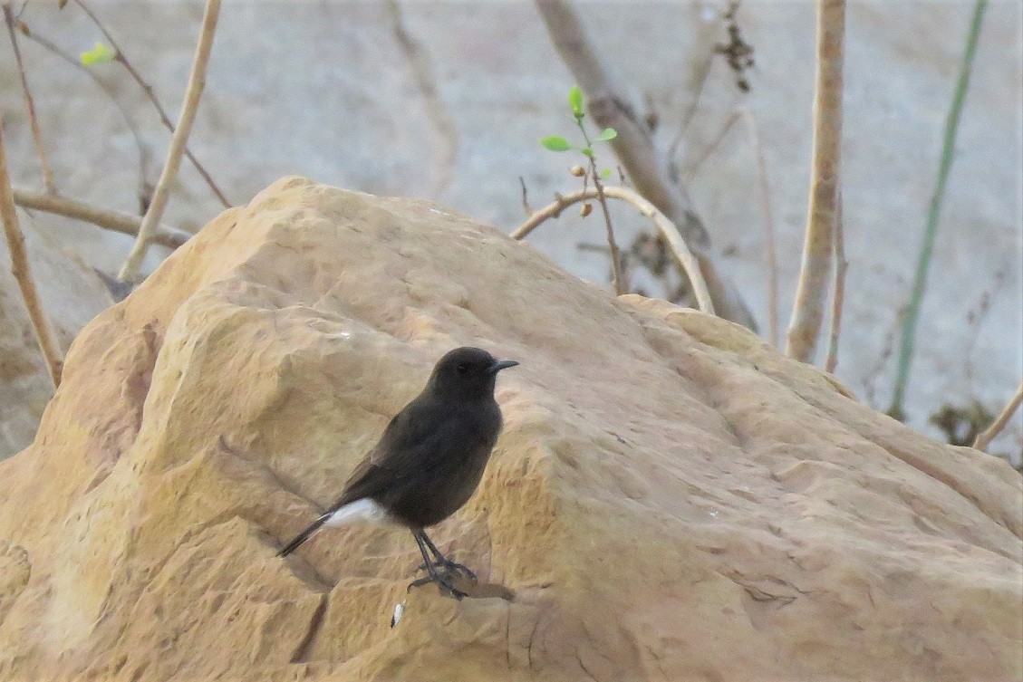 Black Wheatear